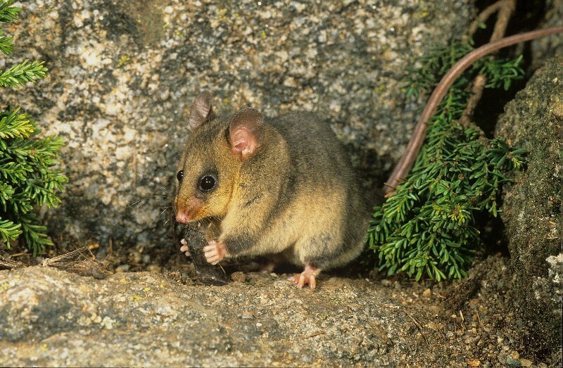 Mountain Pygmy Possum eating a bogong moth