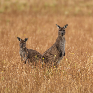 Red Kangaroo