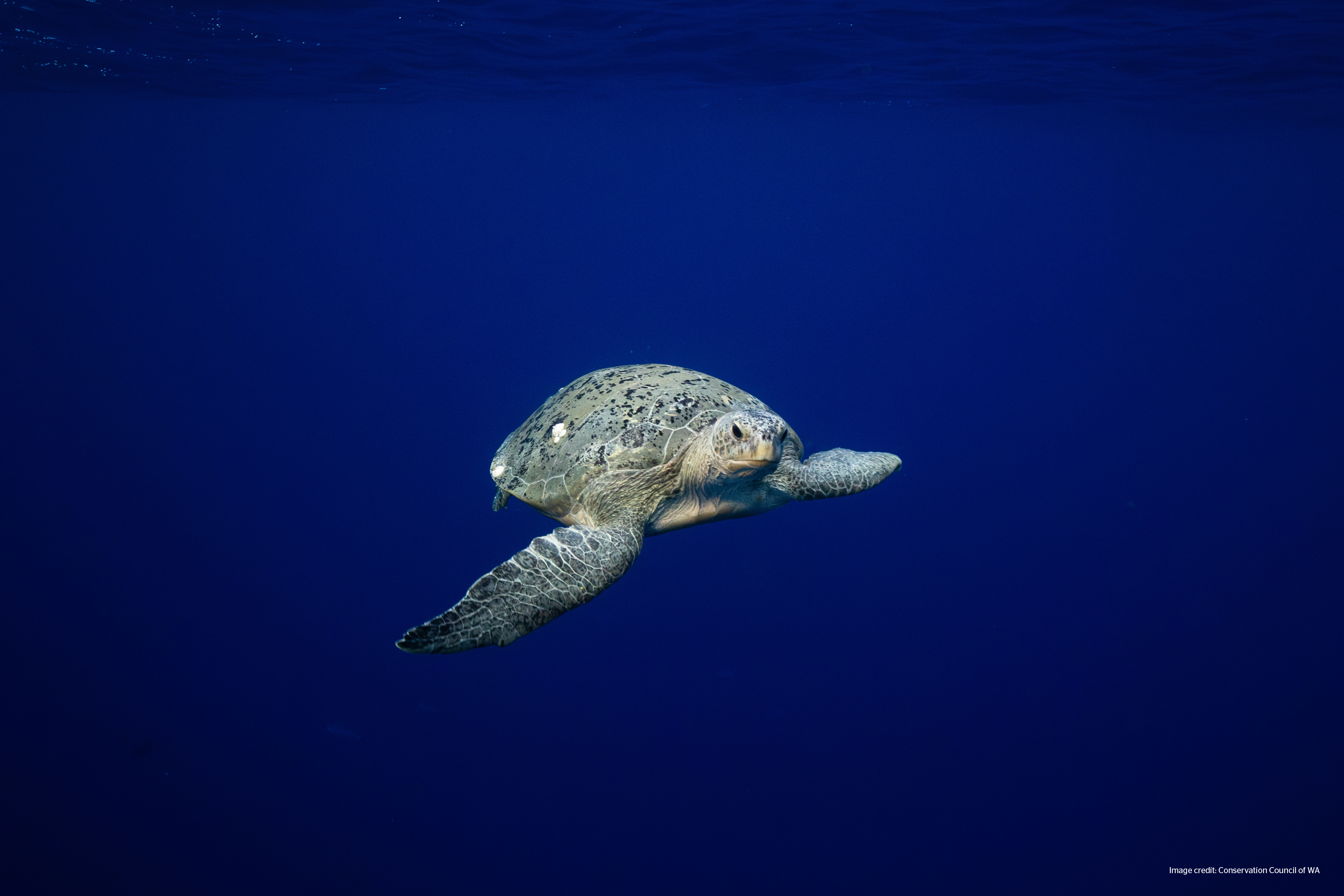 WEBSITE ocean